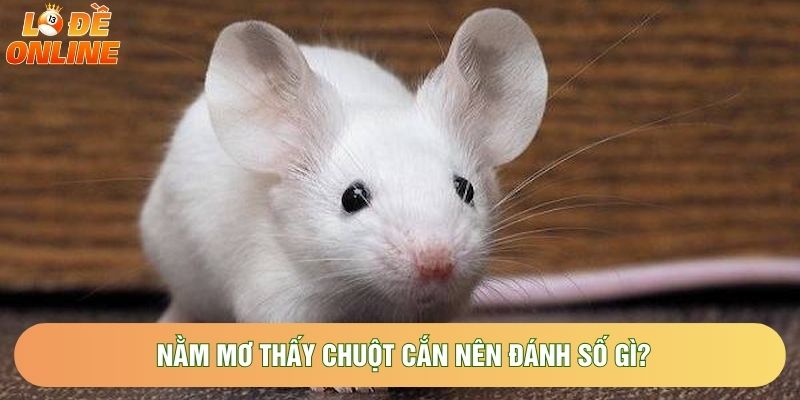 Nằm mơ thấy chuột cắn nên đánh số gì? Nằm mơ thấy chuột cắn nên đánh số gì?